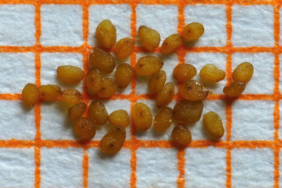 Veronica beccabunga